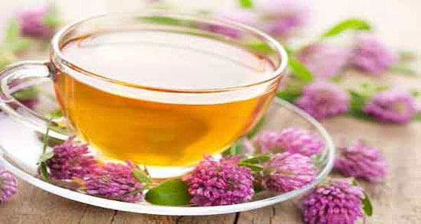 تصویر 2 از قیمت عصاره گیاه خار مریم با کیفیت ارزان + خرید عمده